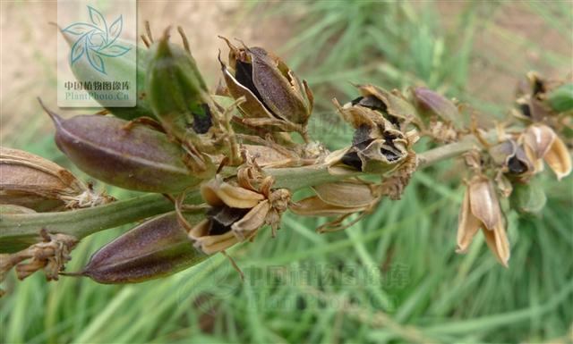 本草图经作者是谁，《本草图经》的作者（芎藭 蘼蕪 藁本）