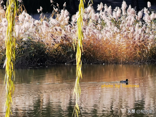 怎样把图片设为屏保，如何设置屏保图片（13张示例图片分享6个摄影技巧）