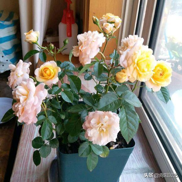 栀子花的寓意，扦插寓意很好的三种植物（栀子花的样子描写）