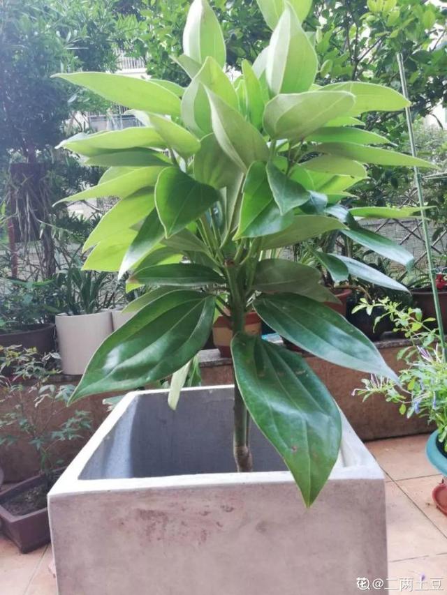 鹅掌柴的作用与功效，鹅掌柴的功效与作用（一养就能养20年）