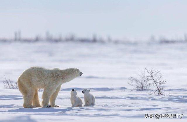 老虎冬眠吗，冬眠的动物有哪些（为何会遭遇东北虎猎杀）