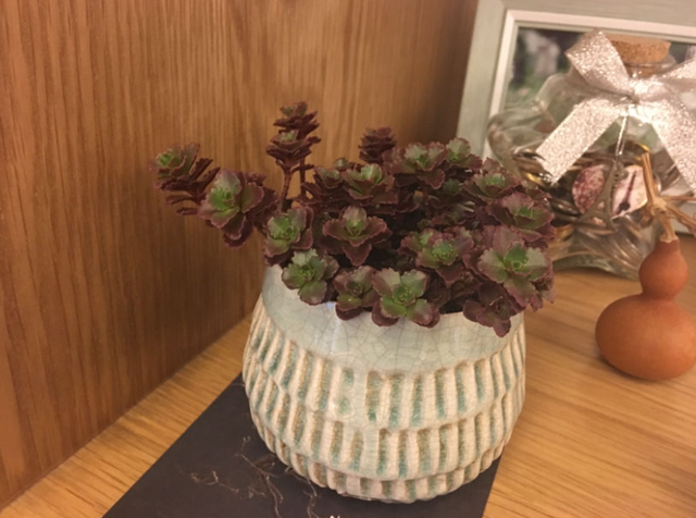 和玫瑰花很像的花，像玫瑰一样的多肉植物（多肉界的“小玫瑰”）