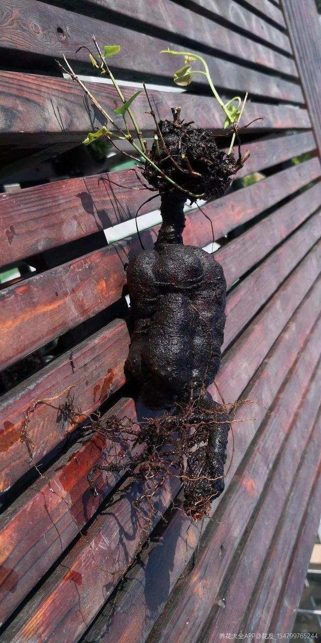 枸杞根的功效与作用，枸杞根的作用与功效（明年呼呼长成小盆栽）