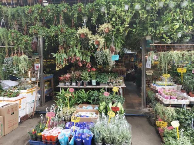 荷花最好看的品种是什么，这花最好看、最好养