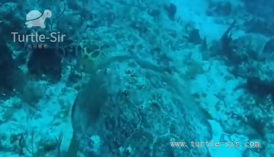 世界上最大的乌龟，世界上最大的蜘蛛（世界上最大的蛇）