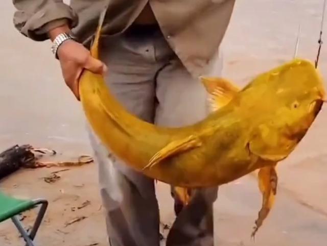 今日黄辣丁价格表，要注意些什么问题（黄河“巨型黄辣丁”被人钓起）