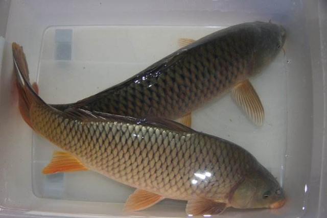 洛阳有什么特产，洛阳都有哪些特产（指尖家乡正宗特产汇总介绍——洛阳十大特色产品）