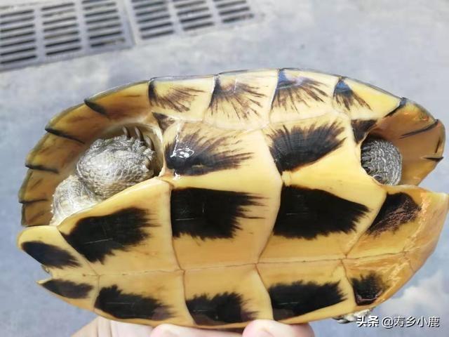 养龟的绿水要怎么培养，养殖户是如何培育绿水的