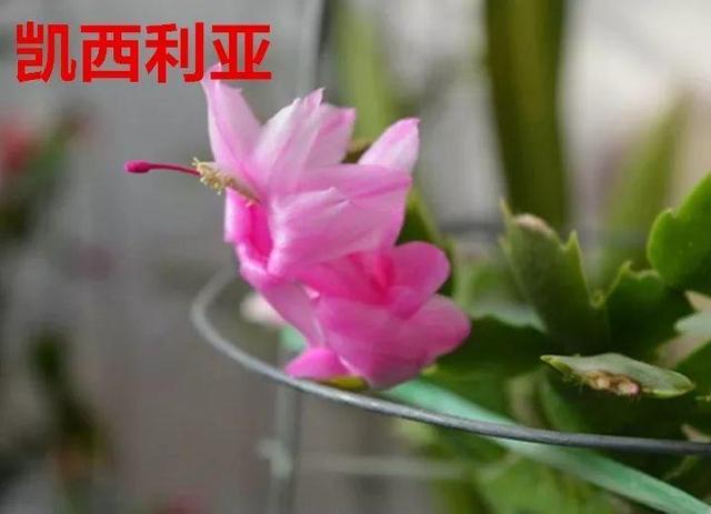 蟹爪兰图片，蟹爪兰你不知道的品种（蟹爪兰支架图片大全）