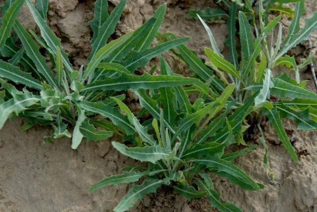 做清明果的草叫什么草，做清明果的那种草叫什么（春天不可错过的4种野菜）