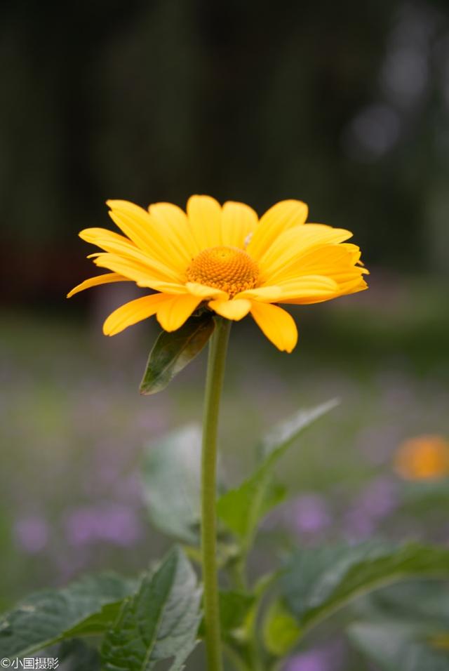 菊芋花的花语，形容菊芋花的句子（花开富贵热情奔放）