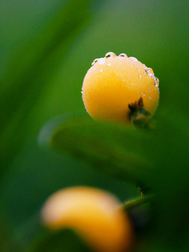 枇杷的诗句，枇杷的诗句关于思念爱人（这12首古诗你都知道吗）