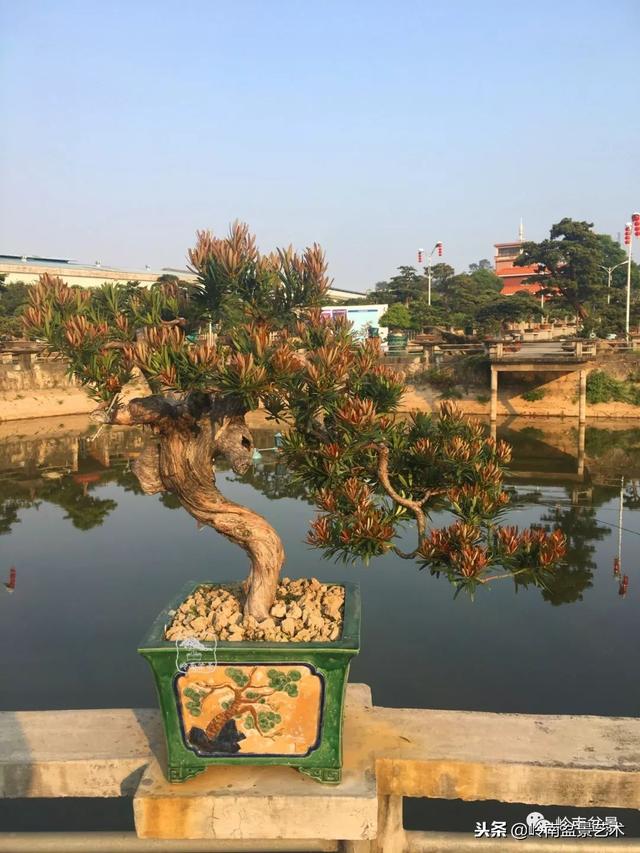 罗汉松盆景欣赏精品，海岛罗汉松——我的红颜知己