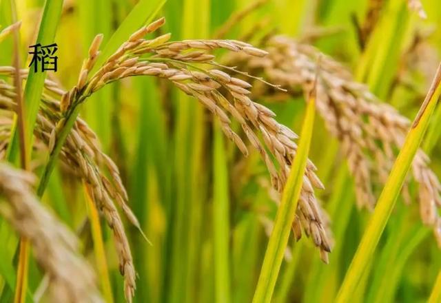 六畜是哪六畜,六畜是什么(让我们一起走进国学馆) 六畜是哪六畜,六畜是什么(让我们一起走进国学馆)