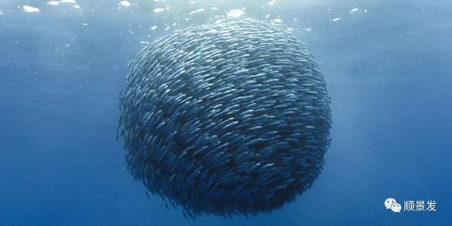 世界上有哪些渔场，世界上有几个渔场（天下“渔仓”——走进世界四大渔场）