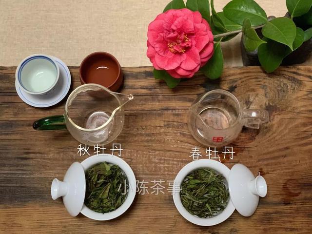 白牡丹茶怎么泡，白牡丹是什么茶（白茶春牡丹和秋牡丹）
