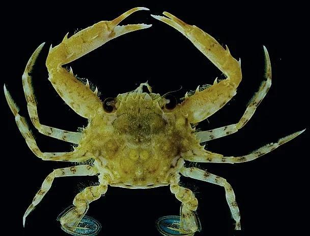 梭子是什么样的，梭子是啥玩意儿（生物相册•散落全世界的远亲）