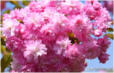 中国樱花有几个品种，中国樱花树品种（这81种樱花）