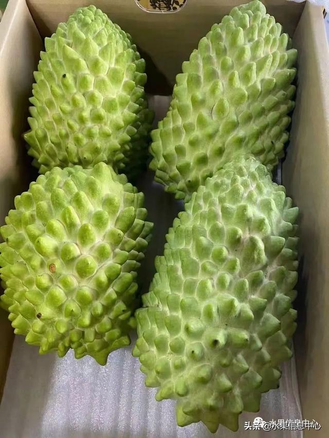 刺果番荔枝树苗,刺番荔枝泡水喝的功效与作用(最全释迦品种大全)