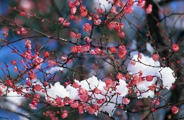 鹧鸪天丁已除夕诗解，鹧鸪天丁已除夕赵师侠赏析（姜夔《鹧鸪天·丁巳元日》）