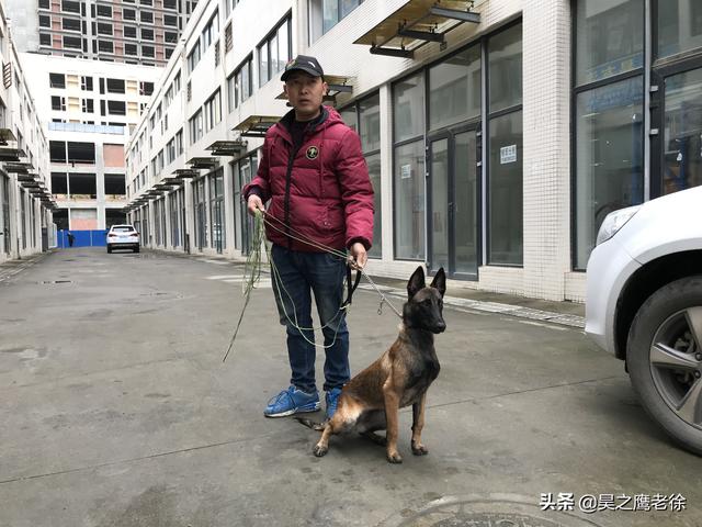 马犬怎么训练听话,马犬如何训练(铲屎官自己训练马犬、不花钱还管用) 马犬怎么训练听话,马犬如何训练(铲屎官自己训练马犬、不花钱还管用)