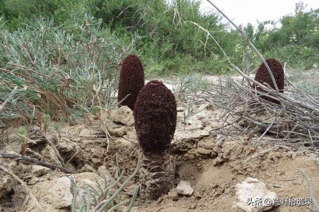 锁阳茶的功效，锁阳怎么个吃法。（锁阳曾被广泛用于中外传统医学）