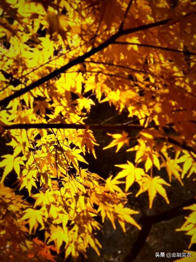 梦见红树叶好不好，今见枫叶红  梦见美人归