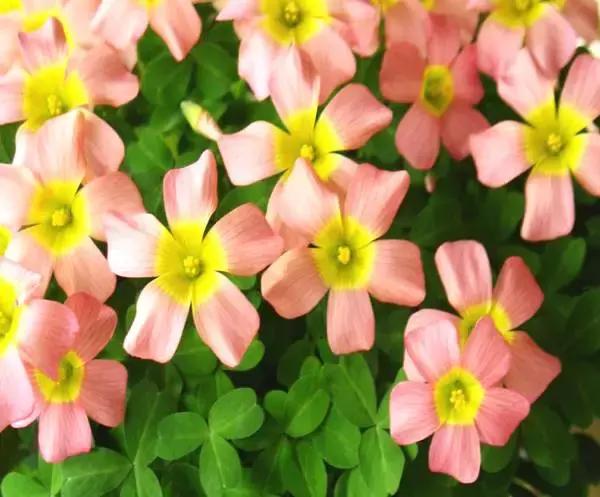 绿萝好养吗,绿萝怎样栽培(绿萝竟然排在倒数第1) 绿萝好养吗,绿萝怎样栽培(绿萝竟然排在倒数第1)