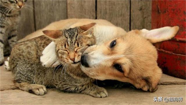 猫和狗打架怎么办，猫和狗打架怎么办视频（教你如何让猫狗和平相处#狗狗大明星##猫咪大明星#）