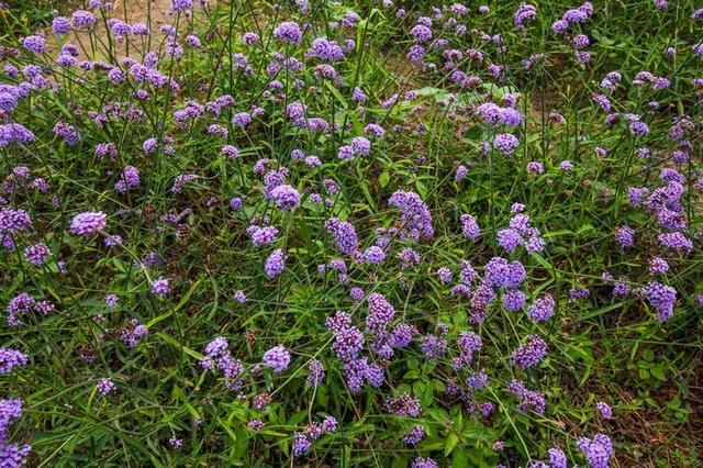 北京蓝调薰衣草庄园，北京薰衣草庄园（北京的蓝调薰衣草庄园就能狠狠浪漫一把）