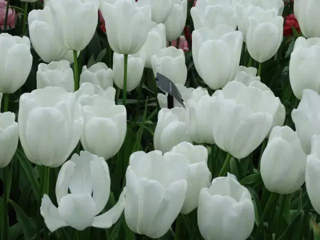 各种花的花语，各种花的花语爱情（史上最全花语大全）