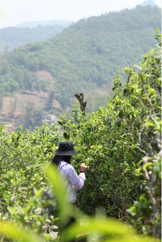 梅子箐古树茶特点，梅子箐古树茶是生普吗（2021年爆火的梅子箐）