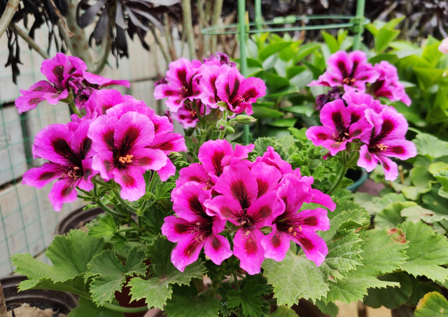 每月什么花开，每月什么花开写一个作文（23种开花植物）