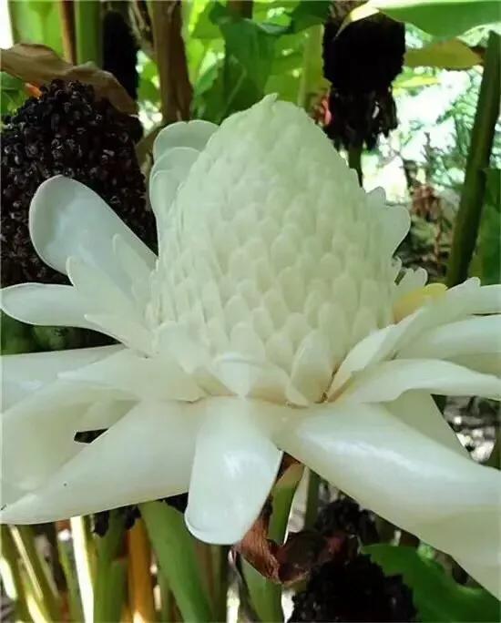何事秋风悲画扇是什么意思，人生若只如初见何事秋风悲画扇这句话的真正含义是什么（不问不说：人生若只如初见）
