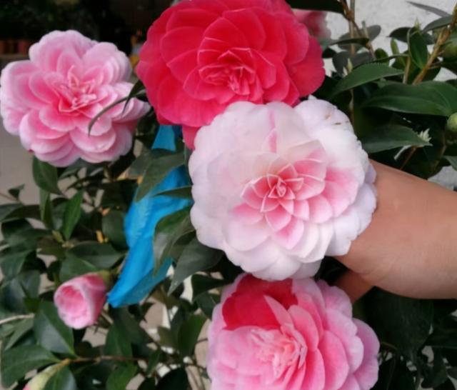 家里为什么不能养茶花，为什么院子里忌讳种茶花（躲开“三怕”）