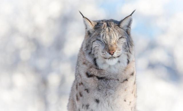 森林里有什么动物，生活在森林里的动物有哪些（就算是狼见了，都要叫“大哥”）