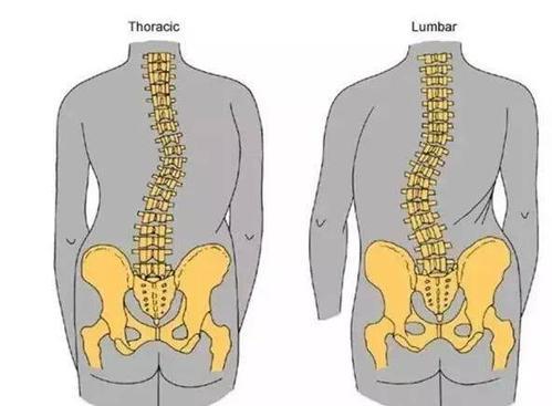 髋关节在哪个部位图片，髋关节在哪个部位（快看看髋关节的功能表现）
