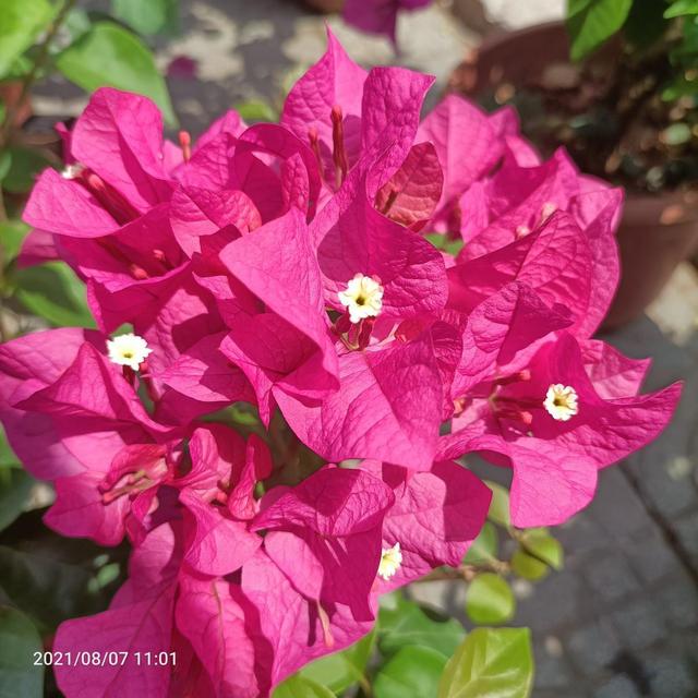 花卉图片及名称大全，常见绿植花卉及名称大全（100种常见花图鉴）