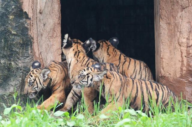 银杏树的特点具体有哪些，银杏树有什么特点（怎么就成濒危物种了）