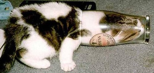 好奇害死猫是什么意思，好奇心的名言名句（为啥农村老人常说“好奇害死猫”）