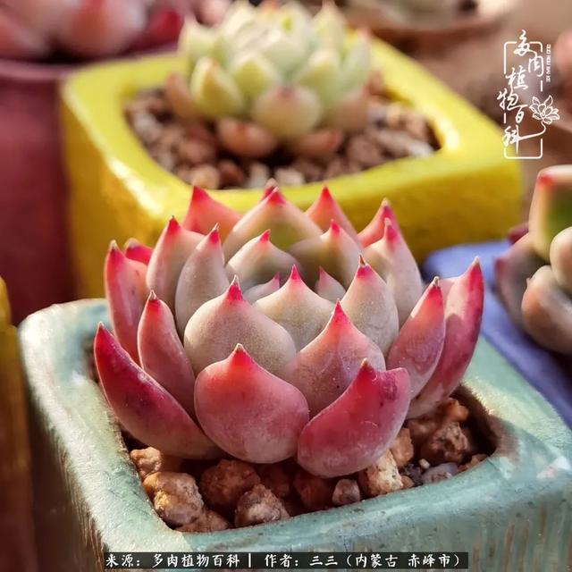 雪候鸟是什么意思，雪候鸟歌词表达什么意思（多肉于我从来不是锦上添花）