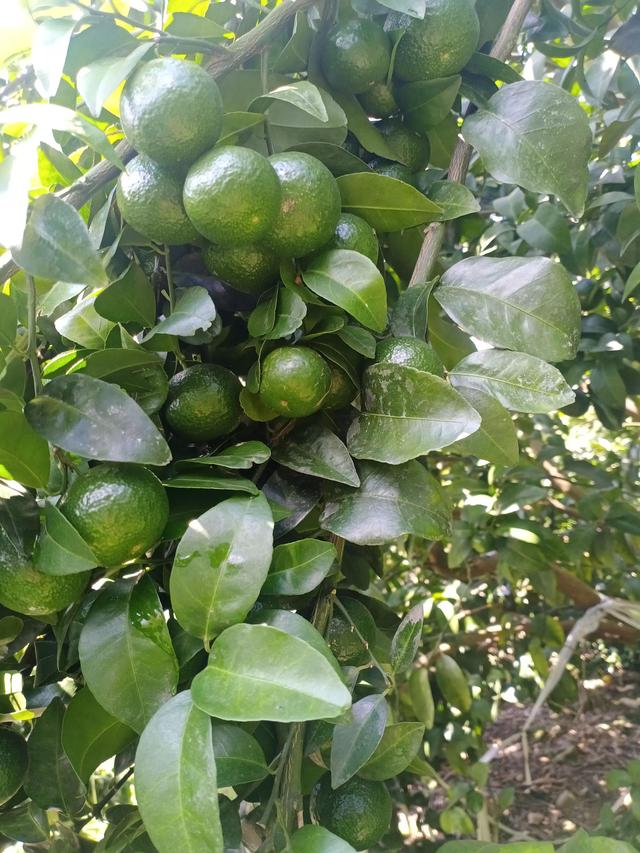 砂糖橘什么意思_砂糖橘是什么橘子，砂糖橘是什么样子（但很多人不一定知道它的历史和由来属性）