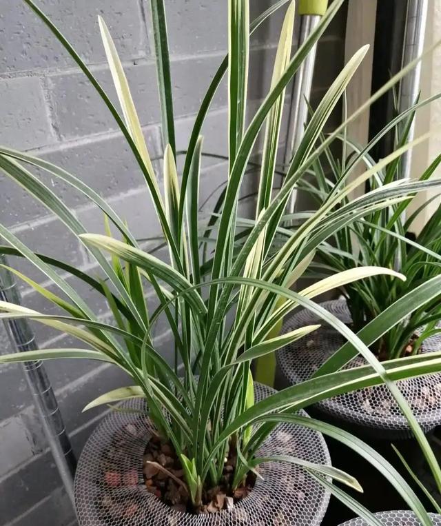 蕙兰五个必养品种，建兰大荷瓣品种（适合普通人养的十款兰花）