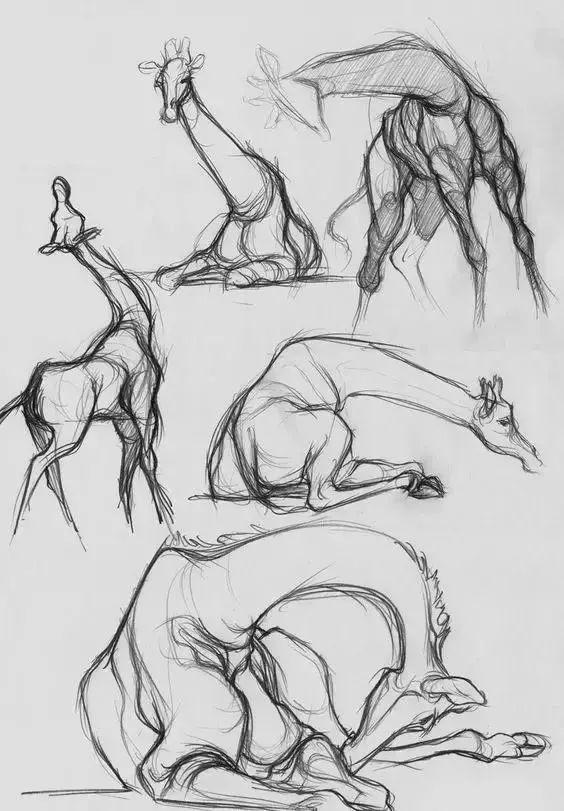 怎么画驯鹿简笔画步骤图，驯鹿的简笔画图片大全（素材-鹿的一些画法）