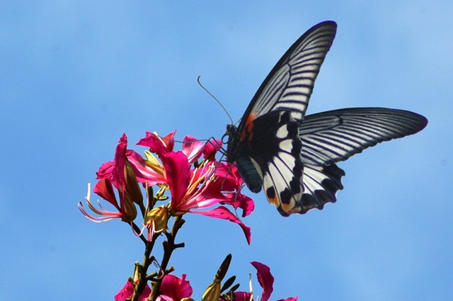 蝴蝶生活习性，蝴蝶王国（蝴蝶的生活环境和特点）