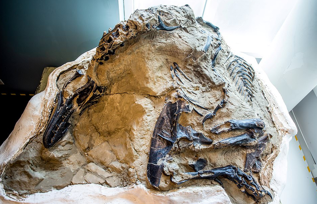 暴龙和霸王龙的区别有哪些，霸王龙是暴龙的一种还是属于暴龙（6700万年前“双龙决斗”化石被发现）