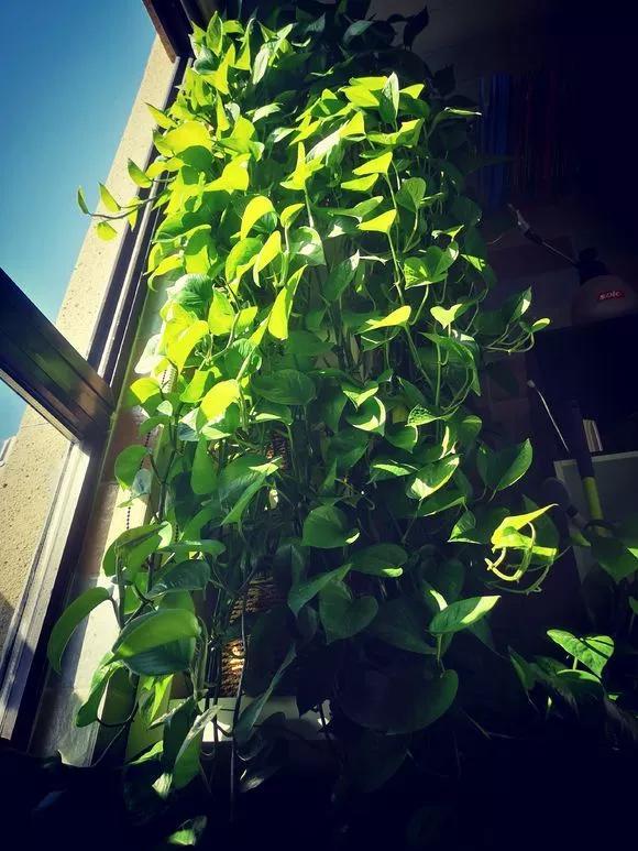 绿萝怎么养才能更旺盛，绿萝怎么养才能更旺盛用什么肥料