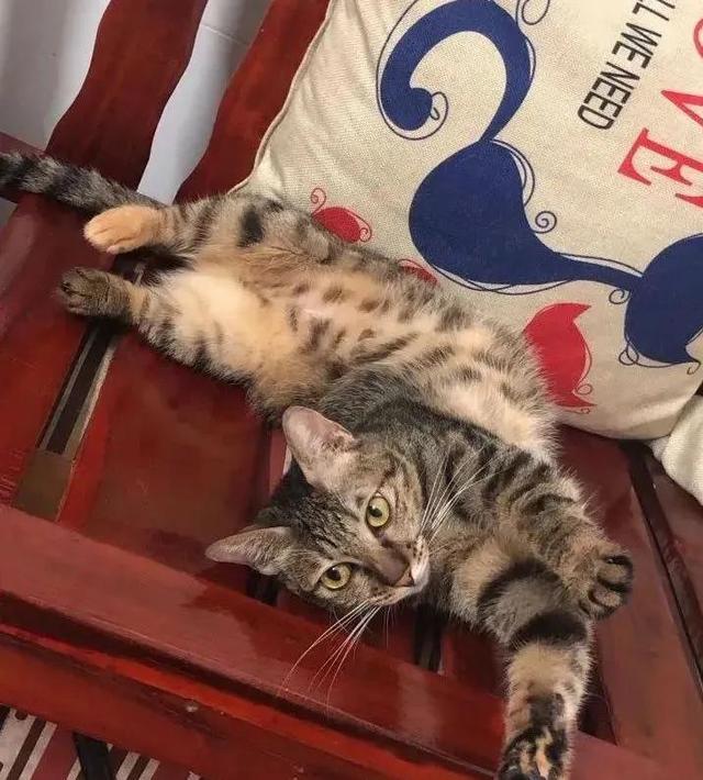 狸花猫是土猫吗，狸猫是土猫吗（那些年嘲笑狸花是小土猫的人）