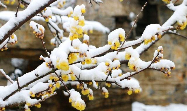 梅花什麼顏色,冬天的梅花什麼顏色(在古詩詞中優雅地綻放)