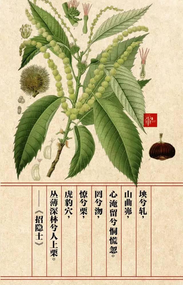 木兰科的常见地被植物有哪些，常绿木兰科植物有哪些（收藏起来留给孩子慢慢看）